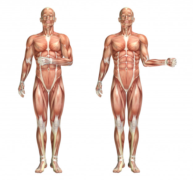 rotación externa de hombro